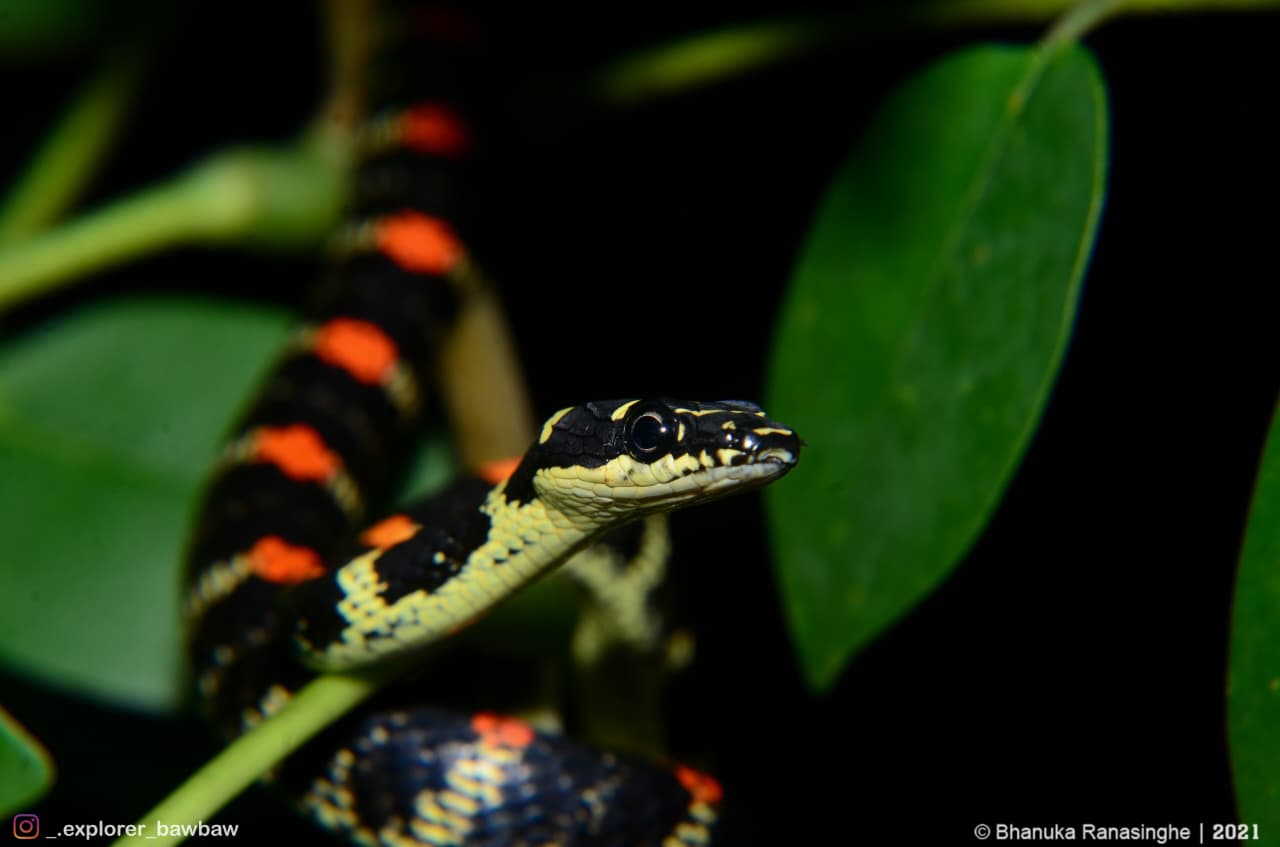 Congress Excursion to the Knuckles: The Herping Tour - Species 1